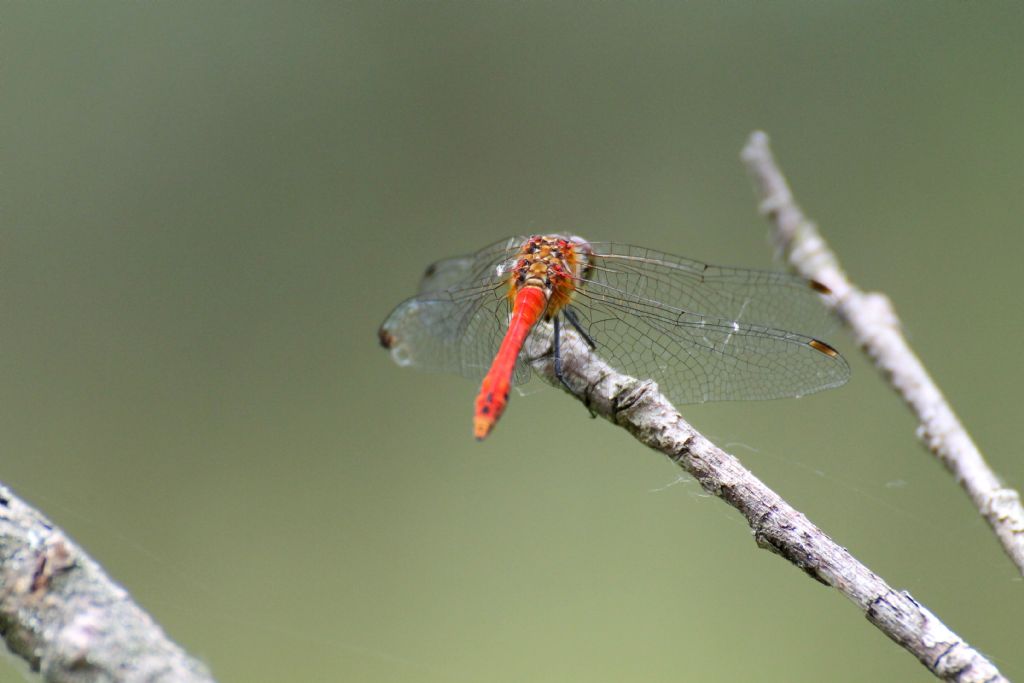 Sympetrum sanguineum?